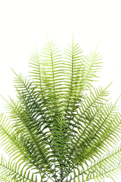 Leigos planos com belos ramos de samambaia verde isolados em branco — Fotografia de Stock