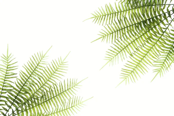 Повышенный вид расположенных зеленых ветвей папоротника, изолированных на белом — стоковое фото