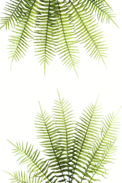 Top view of arranged beautiful green fern branches isolated on white — Stock Photo