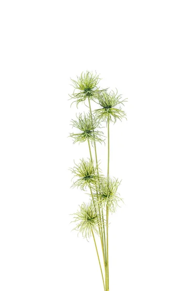 Erhöhte Ansicht der grünen tropischen Pflanze isoliert auf weißem, miimalistischem Konzept — Stockfoto