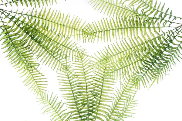 Vue surélevée de belles branches de fougères vertes isolées sur blanc — Photo de stock