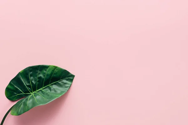 Top view of green palm leaf on pink, minimalistic concept — Stock Photo