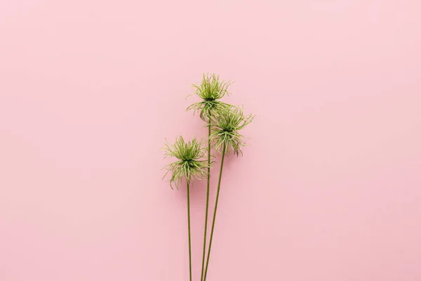 Vue surélevée de la belle plante tropicale sur rose, concept minimaliste — Photo de stock