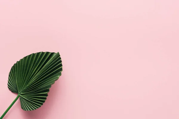 Tendido plano con hoja de palma verde en rosa, concepto minimalista - foto de stock