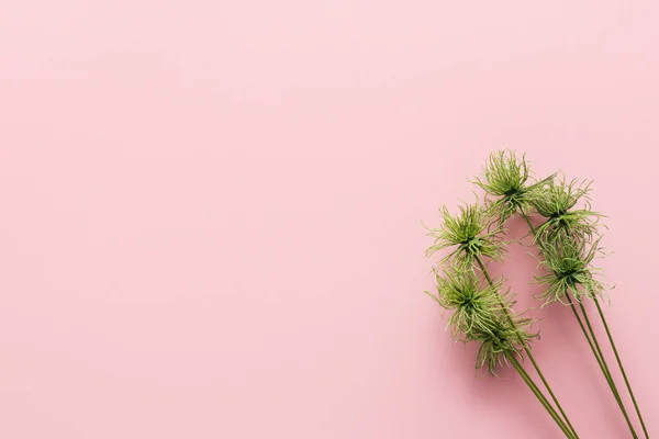 Top view of green tropical plant on pink, minimalistic concept — Stock Photo