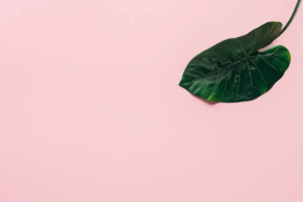 Vue surélevée de la feuille tropicale verte sur rose, concept minimaliste — Photo de stock