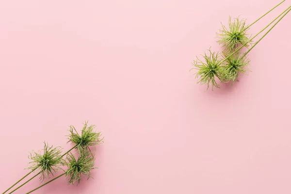 Blick von oben auf arrangierte grüne Pflanzen auf rosa — Stockfoto