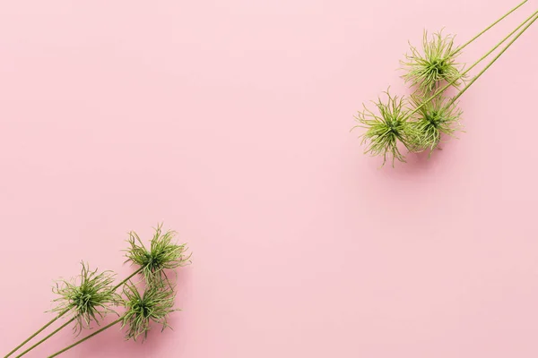 Vue d'en haut de belles plantes vertes disposées sur rose — Photo de stock