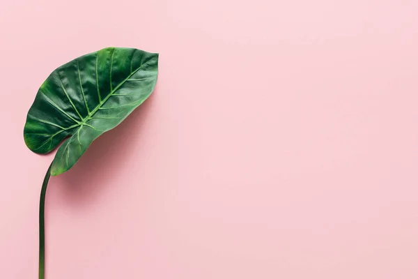 Flat lay with green beautiful palm leaf on pink, minimalistic concept — Stock Photo