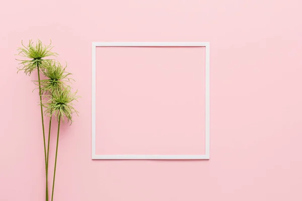 Tendido plano con marco blanco y planta verde sobre el concepto rosa, minimalista — Stock Photo