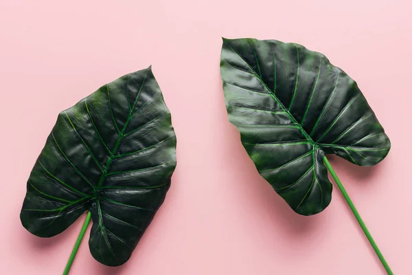 Vue de dessus des feuilles de palmier vert sur rose, concept minimaliste — Photo de stock