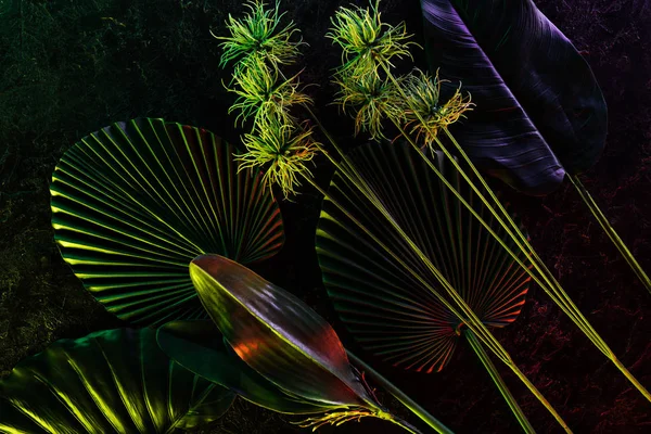 Pose plate avec disposées diverses feuilles tropicales avec éclairage rouge — Photo de stock