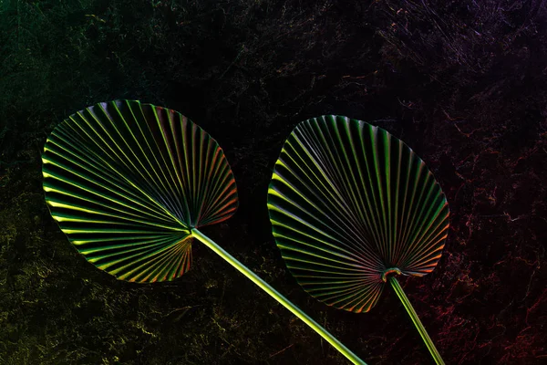 Вид сверху на красивые тропические листья с красным освещением — стоковое фото