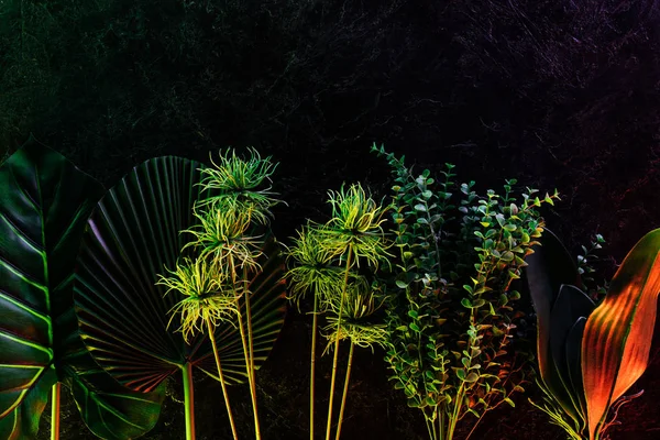 Vue surélevée de diverses feuilles tropicales disposées en rangée avec éclairage rouge — Photo de stock