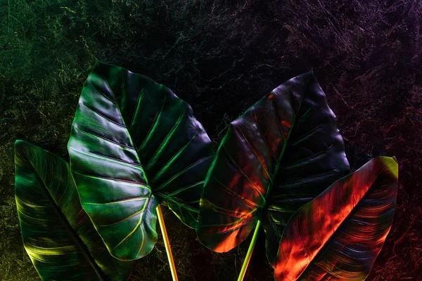Tendido plano con hojas tropicales dispuestas colocadas en fila con iluminación roja y morada - foto de stock