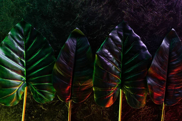 Vue surélevée des feuilles tropicales placées en rangée avec un éclairage rouge et violet — Photo de stock