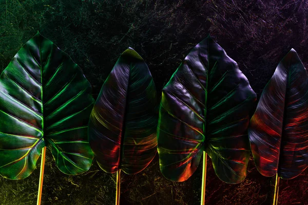 Vista elevada de las hojas tropicales colocadas en fila con iluminación roja y púrpura - foto de stock