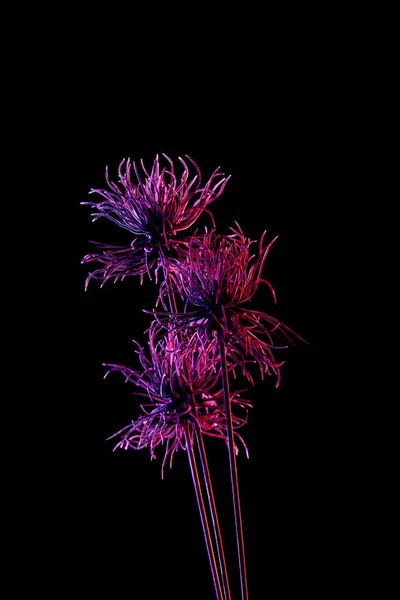 Imagen tonificada de hermosa planta con iluminación púrpura aislada en negro - foto de stock