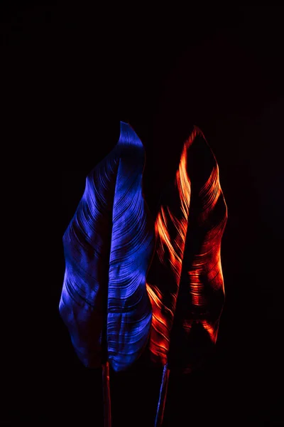 Toned picture of beautiful tropical leaves with red and blue lighting isolated on black — Stock Photo