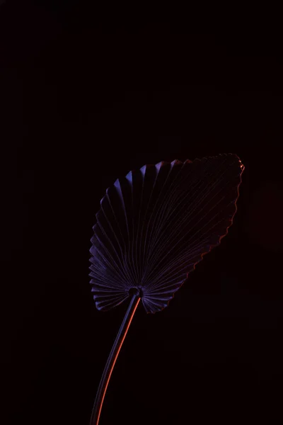 Toned picture of beautiful tropical leaf with purple lighting isolated on black — Stock Photo