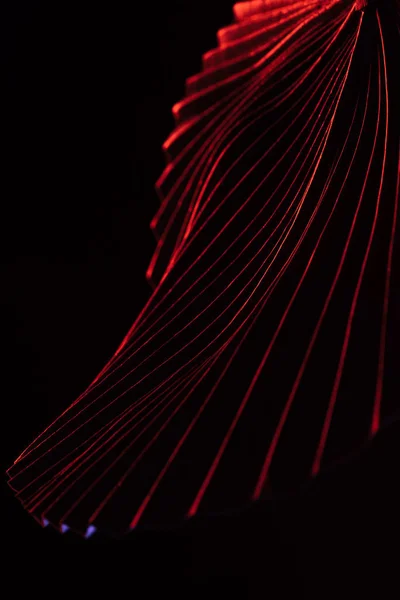 Vue rapprochée de belle feuille tropicale avec éclairage rouge isolé sur noir — Photo de stock