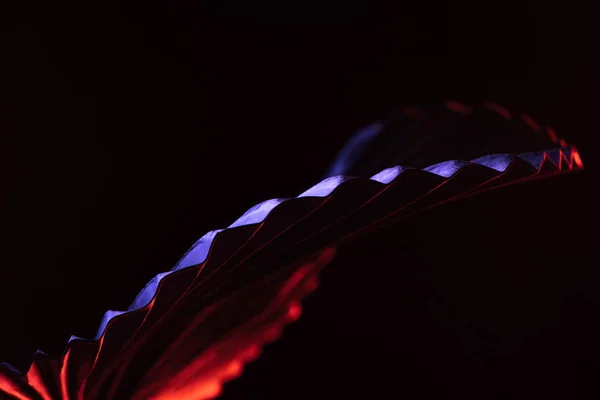 Foco seletivo de folha tropical bonita com iluminação vermelha isolada em preto — Fotografia de Stock