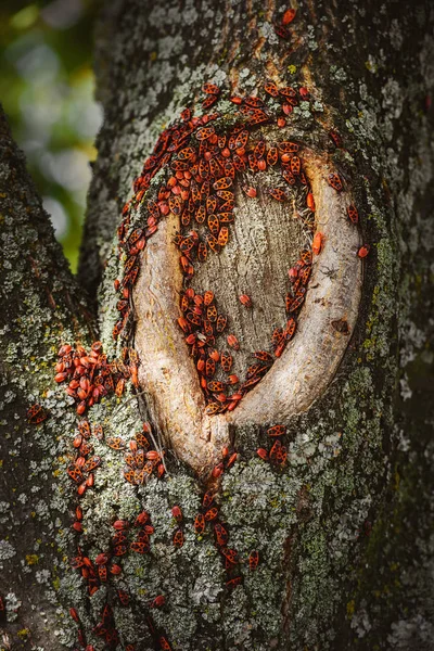 Close up view of colony of firebugs on old tree trunk — Stock Photo