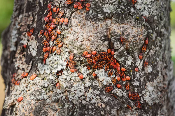 Vue rapprochée de la colonie de punaises de feu sur le vieux tronc d'arbre — Photo de stock