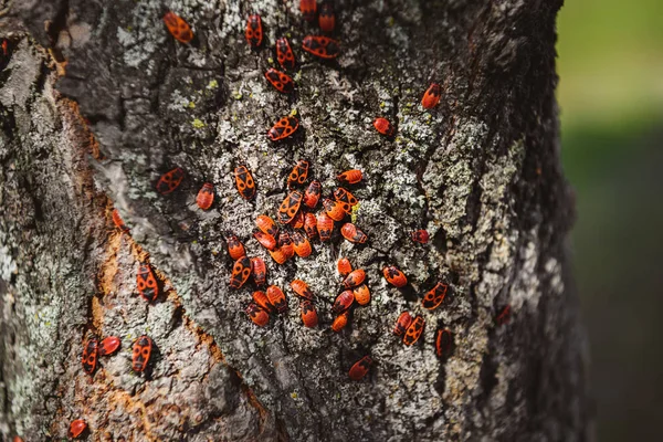 Foco selectivo de la colonia de bichos de fuego en el tronco del árbol viejo - foto de stock