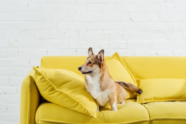 Смішний пемброк валлійський коргі собака на дивані з білим тлом — стокове фото