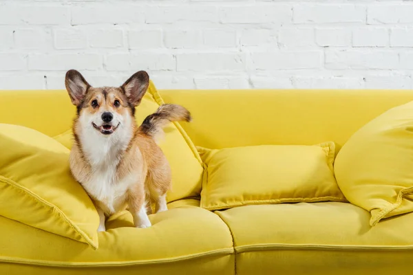 Cute pembroke welsh corgi on sofa with white background — Stock Photo
