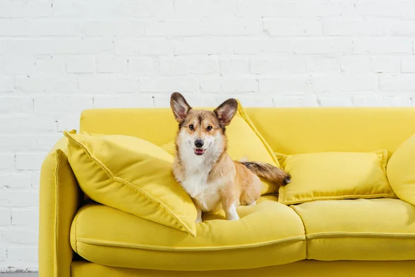 Adorabile pembroke gallese corgi su divano con sfondo bianco — Foto stock