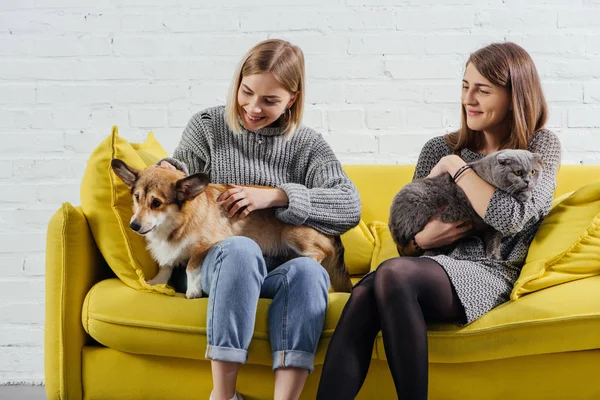 Jeunes femmes assises sur le canapé et tenant adorable pembroke Welsh corgi avec chat pliant écossais — Photo de stock