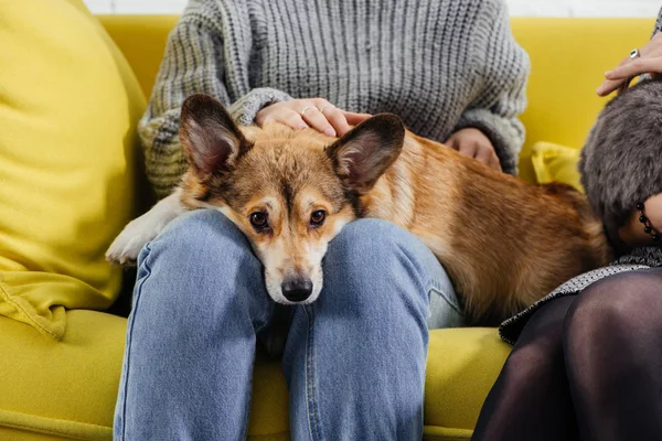 Обрезанный вид женщины, сидящей на диване и гладящей милую валлийскую корги-собаку — стоковое фото