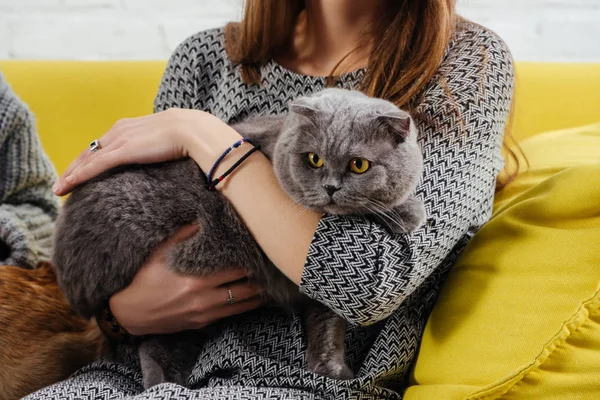 Обрезанный вид девушки, держащей в руках обожаемую скоттишскую кошку — стоковое фото
