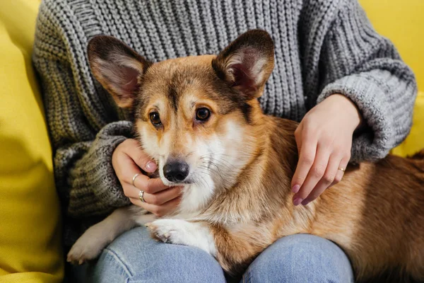 Cropped view of woman sitting on sofa and stroking adorable pembroke welsh corgi dog — Stock Photo