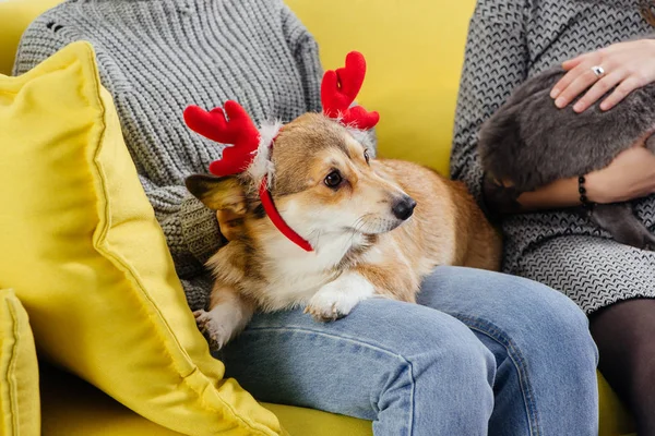 Vista cortada de mulheres no sofá segurando bonito pembroke galês corgi em chifres de veados e gato — Fotografia de Stock