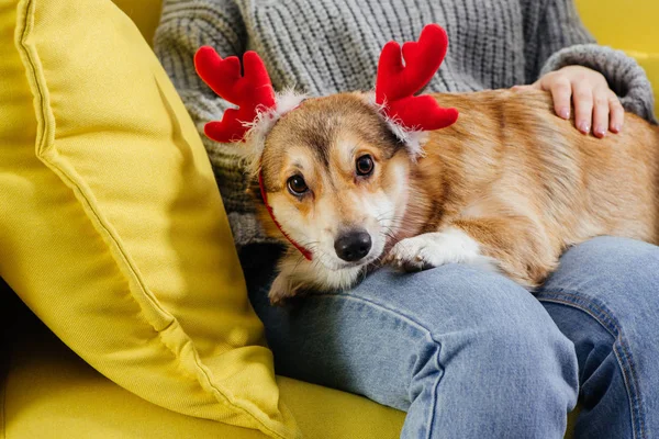 Cropped view of woman holding adorable pembroke welsh corgi in deer horns — Stock Photo