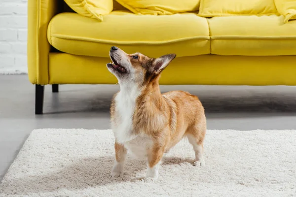 Entzückender pembroke walisischer Corgi Hund steht auf Teppich — Stockfoto