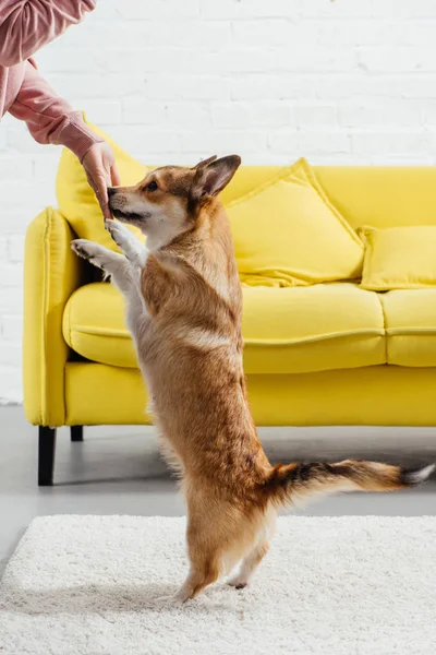 Partial view of woman training cute pembroke welsh corgi dog — Stock Photo