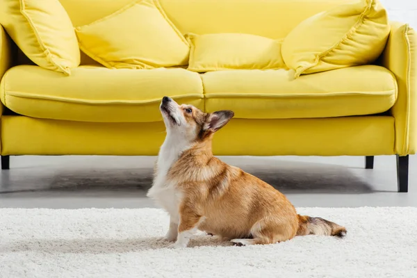 Adorable pembroke Welsh corgi dog perfoming command to sit — стоковое фото