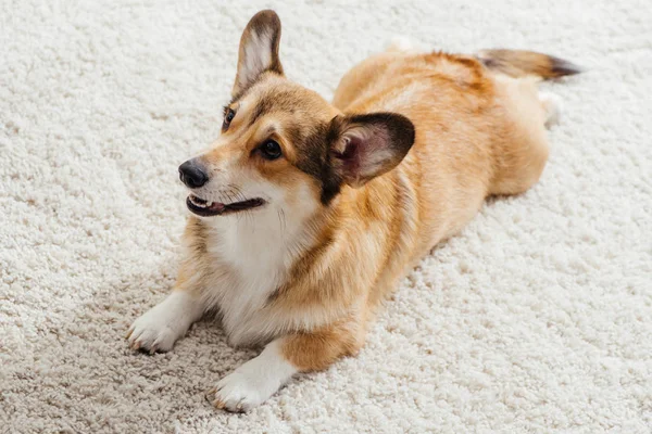Весёлая валлийская корги-собака лежит на пушистом ковре — стоковое фото