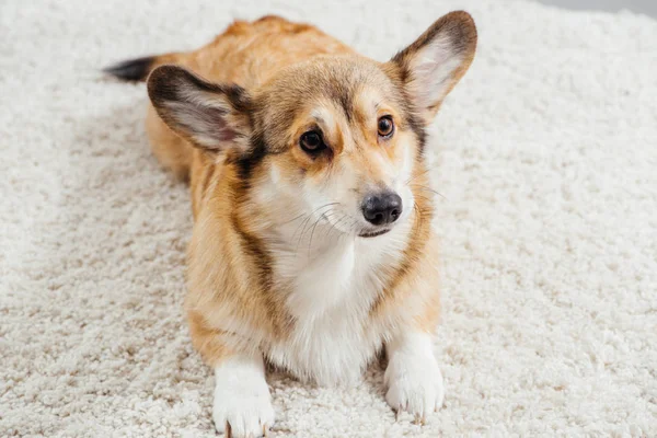 Lindo pembroke galés corgi perro acostado en mullido alfombra - foto de stock