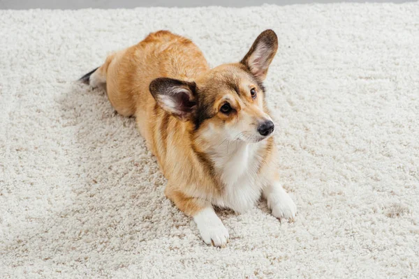 Lindo pembroke galés corgi perro acostado en alfombra esponjosa y mirando hacia otro lado - foto de stock