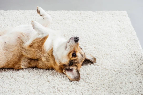 Niedlicher pembroke walisischer Corgi Hund liegt mit Pfoten auf flauschigem Teppich — Stockfoto