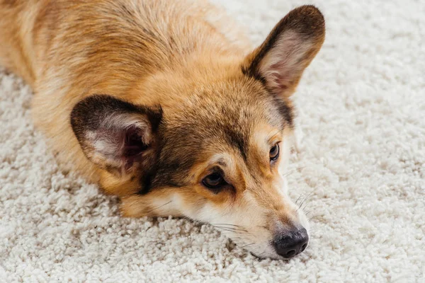 Close up of cute pembroke welsh corgi dog lying on fluffy rug — Stock Photo