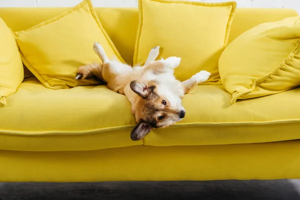Прелестная валлийская корги-собака лежит на желтом диване — стоковое фото