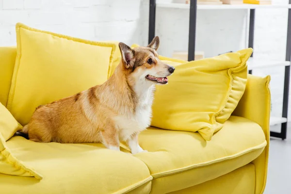 Cute pembroke welsh corgi dog sitting on yellow sofa — Stock Photo