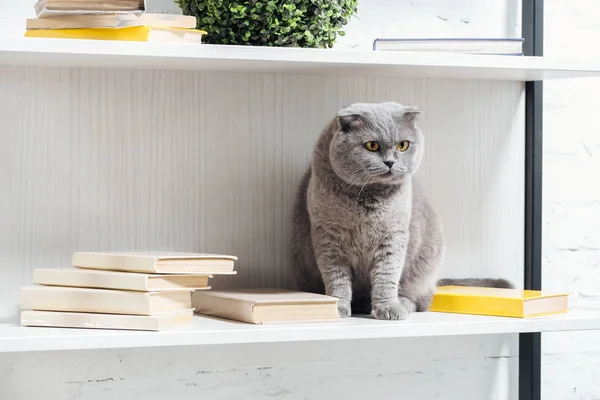 Adorable scottish fold cat sitting on shelving unit on white — Stock Photo