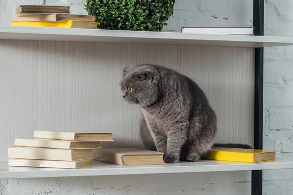 Adorable scottish fold cat reck sitting on shelving unit on white — Stock Photo